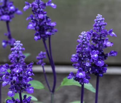 mealycup sage or mealy sage (Salvia farinacea)