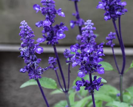 mealycup sage or mealy sage (Salvia farinacea)