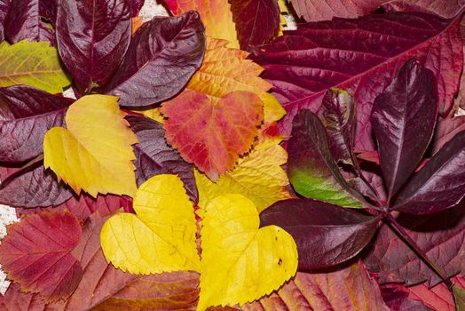 Colorful autumn leaves on a white background. Background of autumn leaves. Leaves close-up.Autumn leaf composition. Studio shot on wooden background.