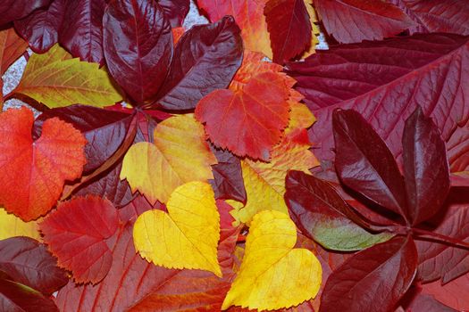 Colorful autumn leaves on a white background. Background of autumn leaves. Leaves close-up.Autumn leaf composition. Studio shot on wooden background.
