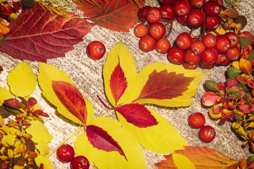 Colorful autumn leaves on a white background. Background of autumn leaves. Leaves close-up.Autumn leaf composition. Studio shot on wooden background.