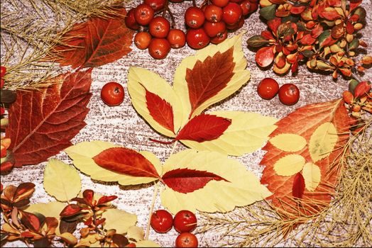 Colorful autumn leaves on a white background. Background of autumn leaves. Leaves close-up.Autumn leaf composition. Studio shot on wooden background.