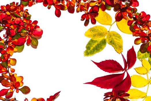 Colorful autumn leaves on a white background. Background of autumn leaves. Leaves close-up.Autumn leaf composition. Studio shot on wooden background.