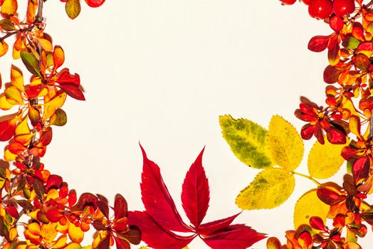 Colorful autumn leaves on a white background. Background of autumn leaves. Leaves close-up.Autumn leaf composition. Studio shot on wooden background.