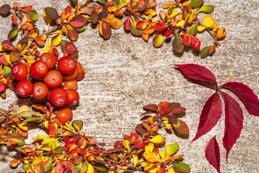 Colorful autumn leaves on a white background. Background of autumn leaves. Leaves close-up.Autumn leaf composition. Studio shot on wooden background.