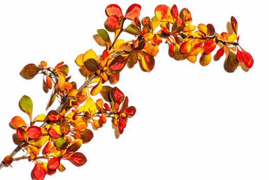 Colorful autumn leaves on a white background. Background of autumn leaves. Leaves close-up.Autumn leaf composition. Studio shot on wooden background.