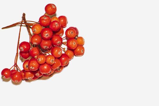 Rowan berries close up. Background from rowan berries.red cluster of rowan berries with leaves isolated on white. Rowan berries on a white background.