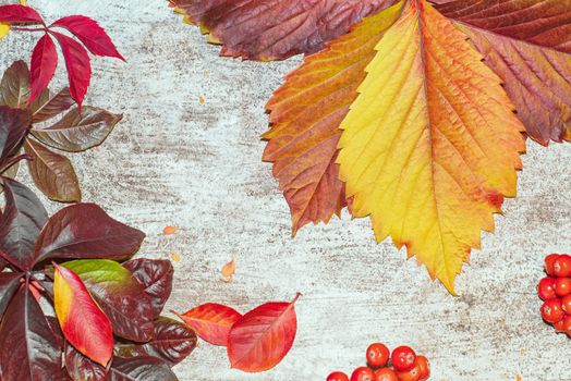 Colorful autumn leaves on a white background. Background of autumn leaves. Leaves close-up.Autumn leaf composition. Studio shot on wooden background.