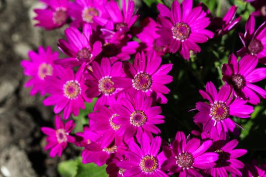close up of Garden cineraria purple flower (cineraria hybrida) blooming in spring