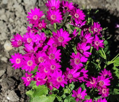 close up of Garden cineraria purple flower (cineraria hybrida) blooming in spring