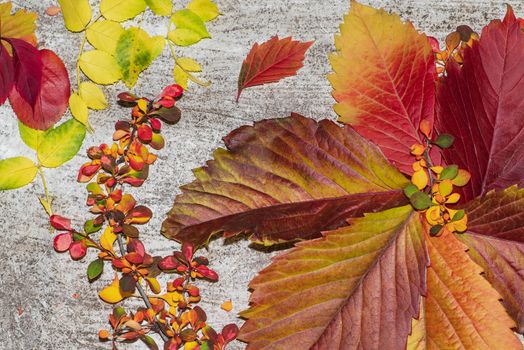 Colorful autumn leaves on a white background. Background of autumn leaves. Leaves close-up.Autumn leaf composition. Studio shot on wooden background.