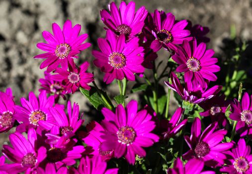 close up of Garden cineraria purple flower (cineraria hybrida) blooming in spring