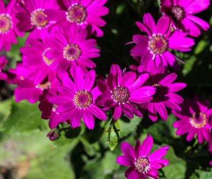 close up of Garden cineraria purple flower (cineraria hybrida) blooming in spring