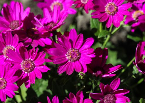 close up of Garden cineraria purple flower (cineraria hybrida) blooming in spring