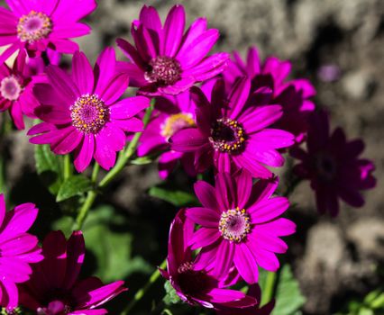 close up of Garden cineraria purple flower (cineraria hybrida) blooming in spring
