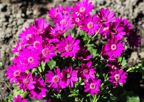 close up of Garden cineraria purple flower (cineraria hybrida) blooming in spring