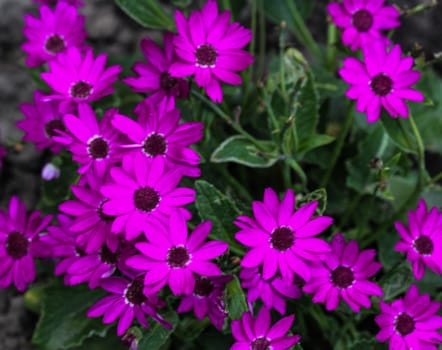 close up of Garden cineraria purple flower (cineraria hybrida) blooming in spring