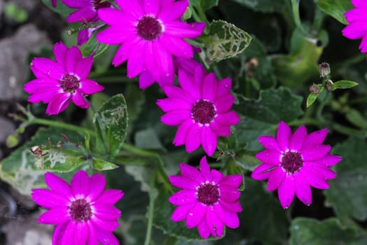 close up of Garden cineraria purple flower (cineraria hybrida) blooming in spring