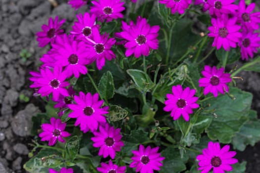 close up of Garden cineraria purple flower (cineraria hybrida) blooming in spring