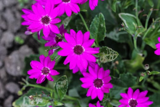 close up of Garden cineraria purple flower (cineraria hybrida) blooming in spring