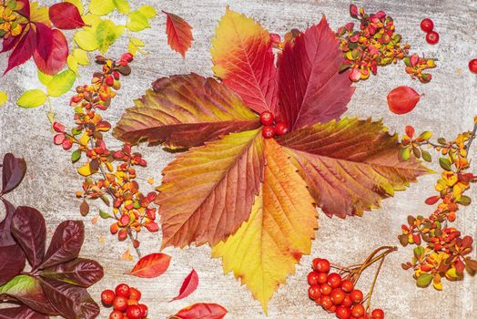 Colorful autumn leaves on a white background. Background of autumn leaves. Leaves close-up.Autumn leaf composition. Studio shot on wooden background.