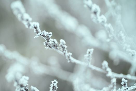 Christmas greeting card.Frost on the branches in winter. Winter landscape.Winter Background with snow branches tree leaves .
