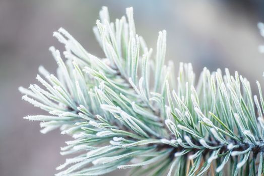 Christmas greeting card.Frost on the branches in winter. Winter landscape.Winter Background with snow branches tree leaves .