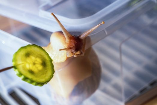 Achitin's big snail eating cucumber. Big brown snail close up.