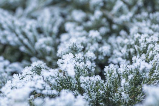 Winter Background with snow branches tree leaves . Christmas greeting card.Frost on the branches in winter. Winter landscape.