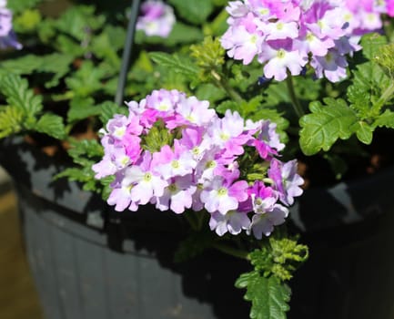 close up of verbena wicked purple flowers or Sea heart (garden verbena)