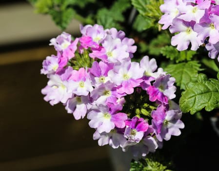 close up of verbena wicked purple flowers or Sea heart (garden verbena)