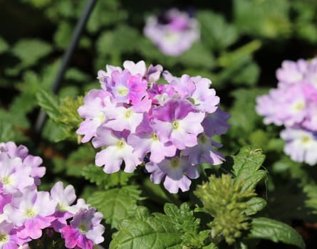 close up of verbena wicked purple flowers or Sea heart (garden verbena)