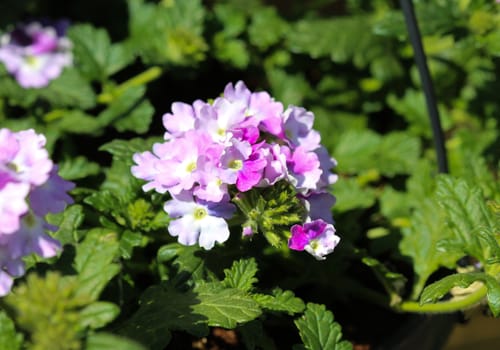 close up of verbena wicked purple flowers or Sea heart (garden verbena)