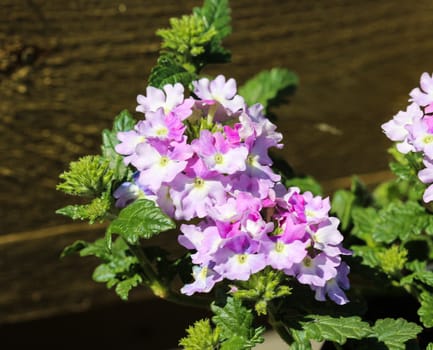 close up of verbena wicked purple flowers or Sea heart (garden verbena)