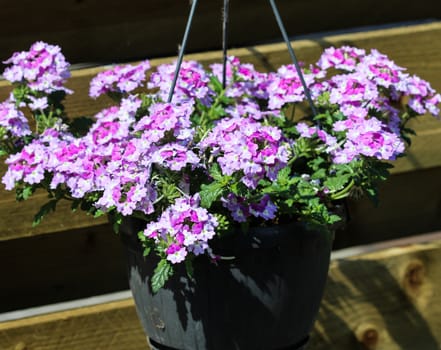 close up of verbena wicked purple flowers or Sea heart (garden verbena)