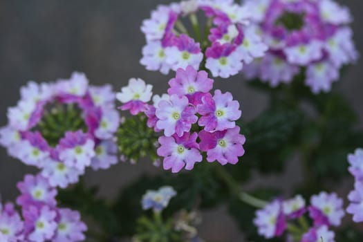 close up of verbena wicked purple flowers or Sea heart (garden verbena)