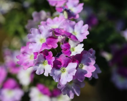 close up of verbena wicked purple flowers or Sea heart (garden verbena)