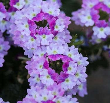 close up of verbena wicked purple flowers or Sea heart (garden verbena)