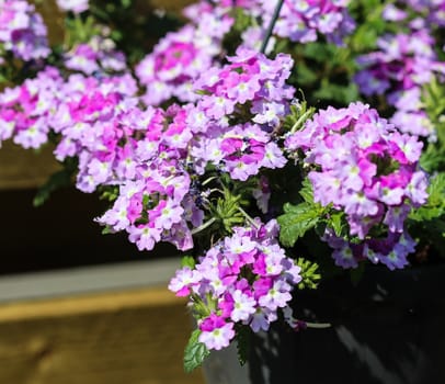 close up of verbena wicked purple flowers or Sea heart (garden verbena)