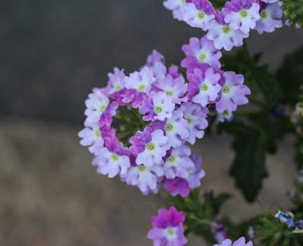 close up of verbena wicked purple flowers or Sea heart (garden verbena)