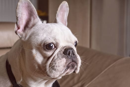 French bulldog .Muzzle of a white bulldog close up , close-up view of adorable puppy.