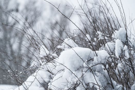 Winter Background with snow branches tree leaves . Christmas greeting card.Frost on the branches in winter. Winter landscape.. Frozen winter branches of bald tree with foggy winter landscape background.