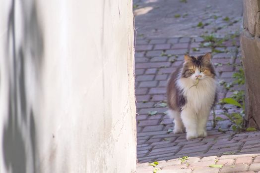 Cat caught a lizard.The hunter,hunter with prey.A kitten and a lizard. The kitten is a predator.The world of cats.