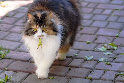 Cat caught a lizard.The hunter,hunter with prey.A kitten and a lizard. The kitten is a predator.The world of cats.Close-up.