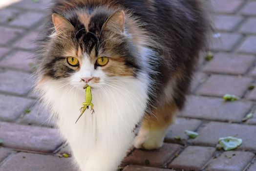 Cat caught a lizard.The hunter,hunter with prey.A kitten and a lizard. The kitten is a predator.The world of cats.Close-up.