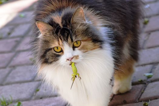Cat caught a lizard.The hunter,hunter with prey.A kitten and a lizard. The kitten is a predator.The world of cats.Close-up.