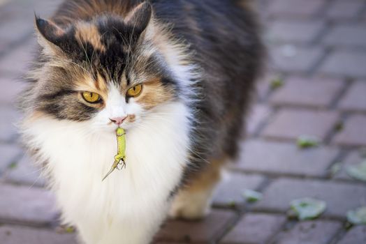 Cat caught a lizard.The hunter,hunter with prey.A kitten and a lizard. The kitten is a predator.The world of cats.Close-up.