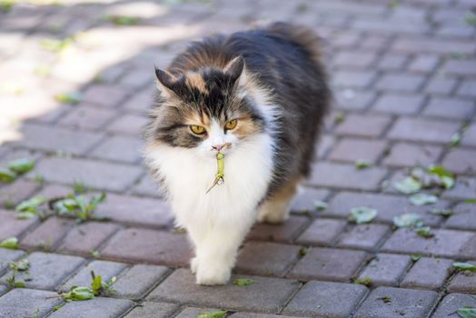 Cat caught a lizard.The hunter,hunter with prey.A kitten and a lizard. The kitten is a predator.The world of cats.Close-up.