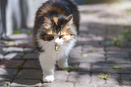Cat caught a lizard.The hunter,hunter with prey.A kitten and a lizard. The kitten is a predator.The world of cats.Close-up.