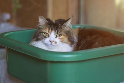 Cat sit in plastic basin.Closeup of a cat in a basin.Three colored cat sitting in a green basin for washing.